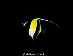 The spotlight's on the idol by Adrian Slack 